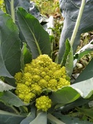 Kalafior egipski, zielony, fioletowy itd.Nasiona