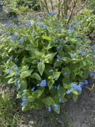 Brunera, niezapominajka kaukaska