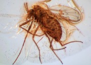 Bursztyn inkluzja muchówka nematocera 40 mln lat wymarła