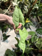 Syngonium ngern laima większe