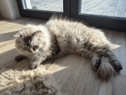 Kocur rasy Ragdoll 