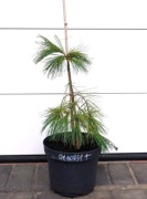 SOSNA WEJMUTKA BLUE MALTESE * DUŻY OKAZ * RARYTAS