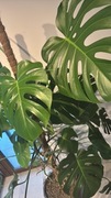 Monstera Deliciosa duża 