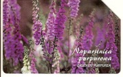 nr 1311 - Rośliny chronione w Polsce 2 - Naparstnica purpurowa