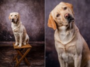 Tło fotograficzne vintage ściana + podłoga – 250 x 500 cm, tkanina Velvet