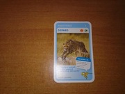 Najszybsze Gepard karta do gry nr 2 quiz Super Zwierzaki Biedronka