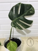 Monstera deliciosa variegata 