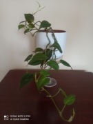 Filodendron pnący 'Micans'