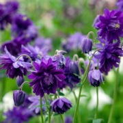 Orlik pospolity mix (Aquilegia vulgaris) MIODODAJNY - 5szt