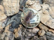 Aspinochilus rufus L2/L3 ptasznik