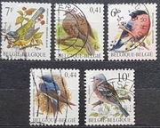 Belgia Fauna Ptaki 6