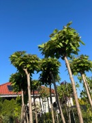 Katalpa Nana Surmia Na pniu kulista