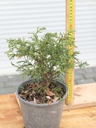 Cyprysik Lawsona Filiformis Compacta