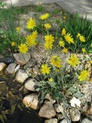 Jastrzębiec Leopard bylina wieloletnia kwitnie cały sezon miododajny 