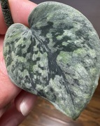 Snidapaus Snowfleck- pędówka