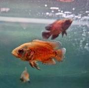 Pielęgnica pawiooka - pielęgnica Oskar 