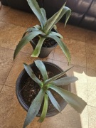 Agawa amerykańska 2 szt