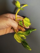 Epipremnum Shangri-la- Godzilla variegata.