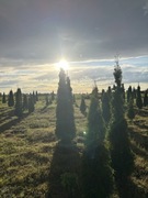 Tuje Szmaragd 80-240cm