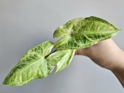 Syngonium Batik Variegata Mint 3 listny szczyt 