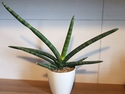 Sansevieria cylindrica boncel