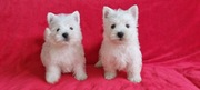 West Highland White Terrier- szczeniak 
