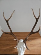 poroże - wieniec jelenia BYKA