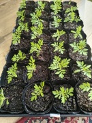 Aksamitka niska rozpierzchła mix