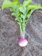 5kg RZEPA Nasiona ( Poplon pasza kiełki)