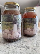 Czarcie jaja nastawa z grzyba 3 l 