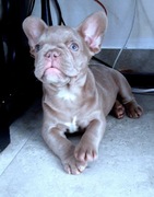 Buldog francuski dziewczynka