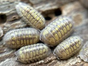 Armadillidium granulatum Lemon 100 szt