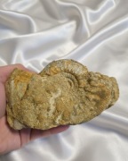 Amonity zestaw, skamieniałości wyprzedaż kolekcji, kelowej