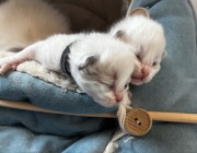 Kot rasowy z rodowodem Ragdoll 