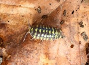 Armadillidium maculatum yellow 10 sztuk prosionki kulanki isopody