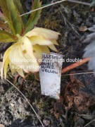 ciemiernik helleborus yellow apricot 10 nasion