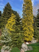 Zestaw wysokich drzewek do zagajnika wile rodzaji