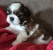 Shih tzu,śliczna suczka,rezerwacja