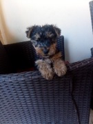 Terier Walijski ZkwP FCI Welsh Terrier