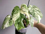 Monstera noID piękne wybarwienie w bigosie