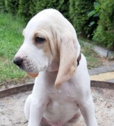 Porcelaine gończy jak, wyżeł, posokowiec, beagle