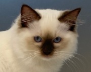 Czekoladowy młody kocur Ragdoll FPL