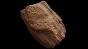 Skamieniałe DREWNO z ARKOZA Dowód na permski wiek PERM