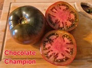 CHOCOLATE CHAMPION karłowy DWARF - 10 nasion kolekcjonerskich UNIKAT Donice