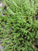 Rozchodnik Ostry Sedum acre Aurea Żółty Dywan