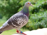 Gołębie Pocztowe 30szt