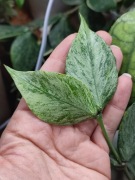 Hoya Polyneura Broget - do ukorzenienia 