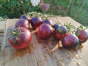 PERSUASION nasiona Pomidor Kolekcjonerski