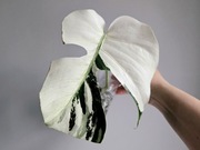 Monstera Noid Mint naturalny ukorzenionia pędówka w hydroponice 