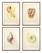 Rycina, grafika, dekoracja vintage  A4 MUSZLE